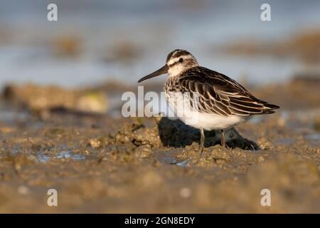 Breitschnabelläufer, Sacca di Bellocchio (FE), Italien, September 2021 Stockfoto