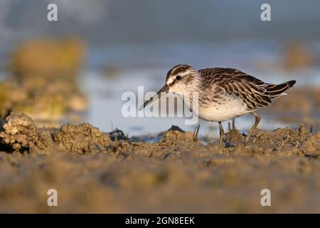 Breitschnabelläufer, Sacca di Bellocchio (FE), Italien, September 2021 Stockfoto