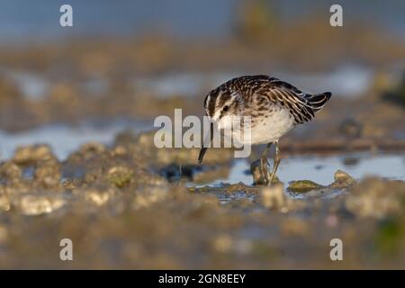 Breitschnabelläufer, Sacca di Bellocchio (FE), Italien, September 2021 Stockfoto