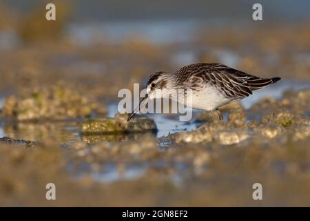 Breitschnabelläufer, Sacca di Bellocchio (FE), Italien, September 2021 Stockfoto