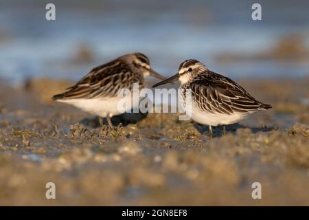 Breitschnabelläufer, Sacca di Bellocchio (FE), Italien, September 2021 Stockfoto