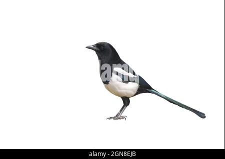 Elster Vogel Motiv ausgeschnitten und auf einem weißen Hintergrund platziert Stockfoto