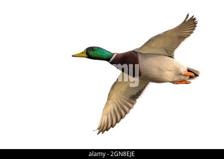 Männliche Mallard-Ente im Flug auf weißem Hintergrund ausgeschnitten Stockfoto