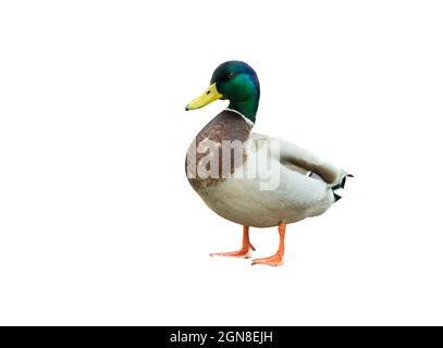 Isolierter Ausschnitt aus einer männlichen Entenmallard auf weißem Hintergrund Stockfoto