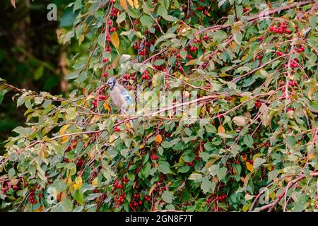 Blue jay thronte auf einem Baum Stockfoto