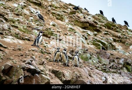 Humboldt-Pinguine auf den Ballestas-Inseln in Peru Stockfoto