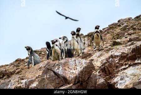 Humboldt-Pinguine auf den Ballestas-Inseln in Peru Stockfoto