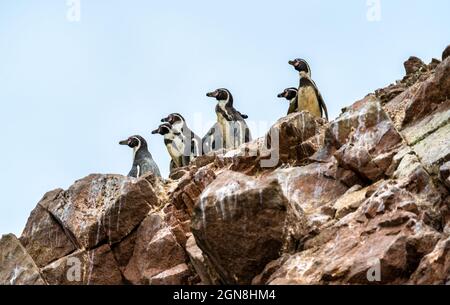 Humboldt-Pinguine auf den Ballestas-Inseln in Peru Stockfoto