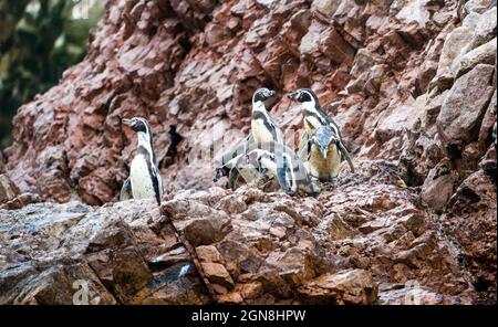 Humboldt-Pinguine auf den Ballestas-Inseln in Peru Stockfoto