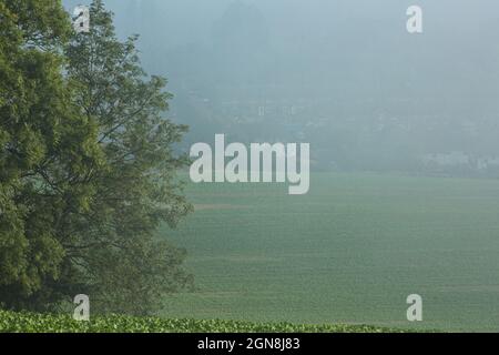 Nebliger Sonnenaufgang, South Downs Stockfoto