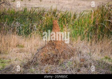 Großer Termitenhügel in einer afrikanischen Savanne, Simbabwe Stockfoto