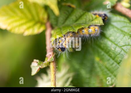 Ein Porträt einer Phalera bucephala Raupe, die auf einem Blatt eines Haselnussbaums sitzt. Das Insekt wird auch als Buff-Tip bezeichnet und hat weißes Fell und ist yel Stockfoto