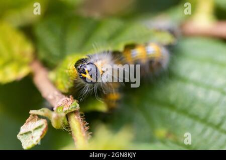 Makroportrait einer Phalera bucephala Raupe, die auf einem Blatt eines Haselnussbaums sitzt. Das Insekt wird auch als Buff-Tip bezeichnet und ist gelb mit schwarz Stockfoto