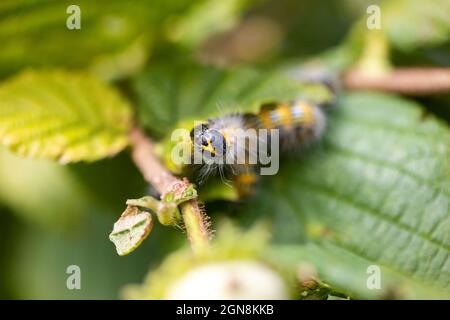 Ein Porträt einer Phalera bucephala Raupe, die auf einem Blatt eines Haselnussbaums sitzt. Das Insekt wird auch als Buff-Tip bezeichnet und hat weißes Fell und BL Stockfoto