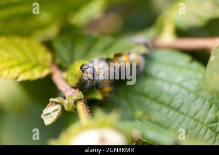 Ein Porträt einer Phalera bucephala Raupe, die auf einem Blatt eines Haselnussbaums sitzt. Das Insekt wird auch als Buff-Tip bezeichnet und ist gelb mit schwarzer Stri Stockfoto