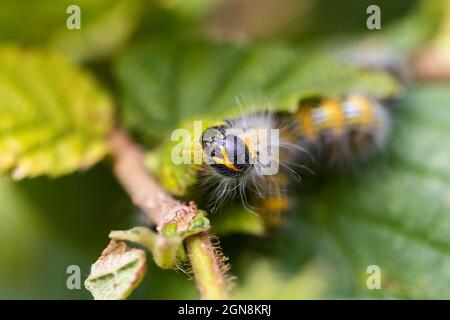 Makroportrait einer Raupe mit Buffspitze, die auf einem Haselnussblatt sitzt. Das Insekt wird auch Phalera bucephala genannt und ist gelb mit schwarz Stockfoto