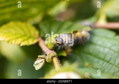 Ein Porträt einer Raupe mit Buffspitze, die auf einem Haselnussblatt sitzt. Das Insekt wird auch als Phalera bucephala bezeichnet und ist gelb mit schwarzer Stri Stockfoto