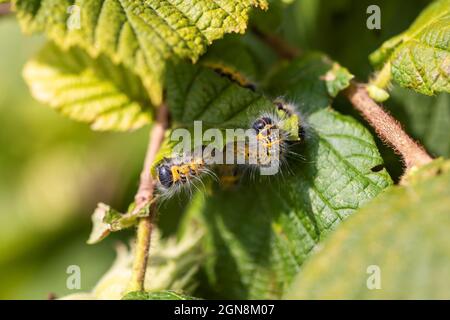 Nahaufnahme eines Porträts einer Gruppe von Raupen mit Buffspitze, die auf einem Haselnussblatt krabbeln. Das Insekt wird auch als Phalera bucephala und bezeichnet Stockfoto