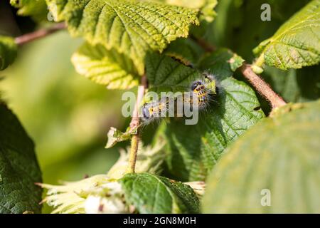 Ein sonniges Porträt einer Gruppe von Raupen mit Buffspitze, die auf einem Haselnussblatt krabbeln. Das Insekt wird auch als Phalera bucephala und bezeichnet Stockfoto