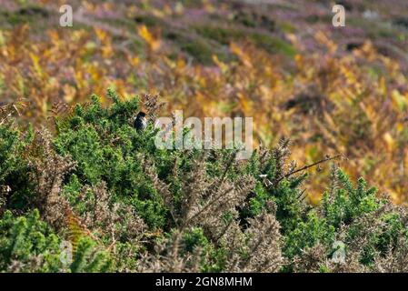 Ein männlicher Steinechat (Saxicola rubicola), der auf Gorse thront Stockfoto