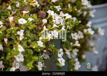 Ornamentale Bacopa oder Sutera cordata (Chaenostoma cordatum) in Töpfen. Zierpflanze mit kleinen weißen Blüten und schleichenden Stielen Stockfoto