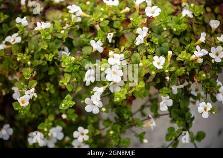 Sutera cordata (Chaenostoma cordatum) oder ornamentale Bacopa-Zierpflanze mit kleinen weißen Blüten und schleichenden, hängenden Stielen Stockfoto