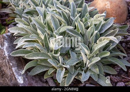 Zierpflanze Stachys byzantina (oder Lämmerohren) im Steingarten Stockfoto