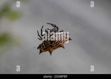 Nahaufnahme einer Gasteracantha cancriformis Spinne (Spinybacked Orbweaver) auf einem Spinnennetz Stockfoto