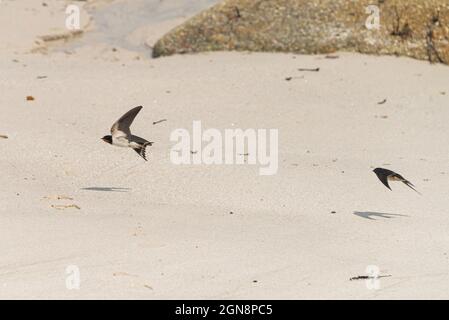 Zwei Schwalben (Hirundo rustica) fliegen tief über einen Strand Stockfoto