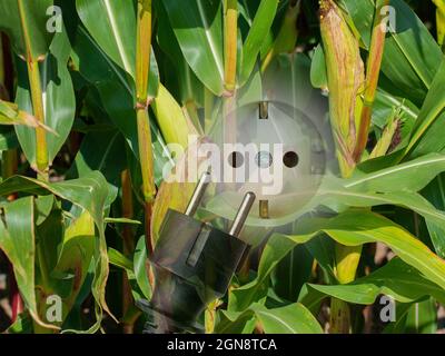Maisanbau zur Energiegewinnung durch Biogas Stockfoto