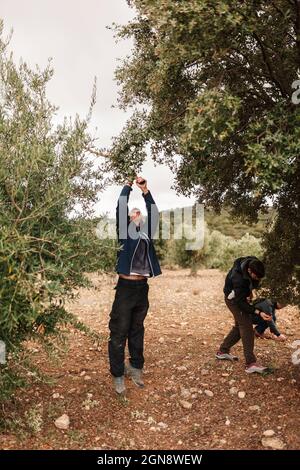 Männliche Freunde sammeln Eicheln von Eicheln aus Eichen im Wald Stockfoto