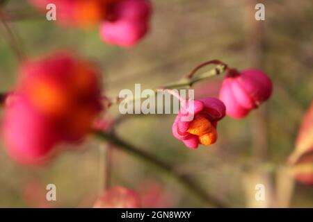 Spindle Tree rosa Herbstblätter und orangefarbene Beeren, Lincolnshire, England, Großbritannien, Europa Stockfoto