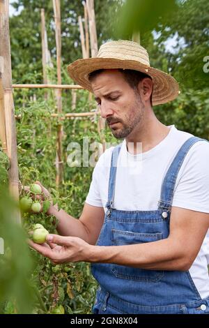 Landwirt mit Hut bei der Untersuchung von Tomaten während der Arbeit auf dem landwirtschaftlichen Feld Stockfoto