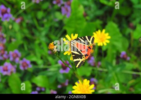 Jersey-Tiger-Schmetterling (Euplagia quadripunctaria), der auf blühenden Wildblumen starrt Stockfoto