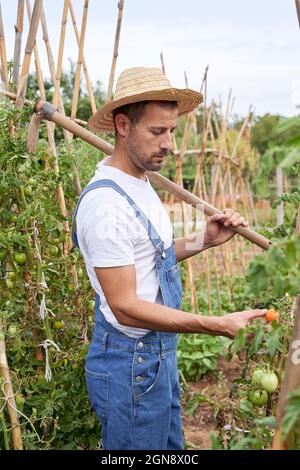 Männlicher Bauer, der mit Gartenhacke auf dem landwirtschaftlichen Feld Tomaten untersucht Stockfoto