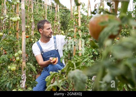 Landwirt pflücken reife Tomaten auf dem Bauernhof Stockfoto