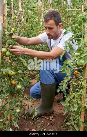 Mittlerer erwachsener männlicher Landwirt in Gummistiefeln, der Tomaten auf landwirtschaftlichem Feld analysiert Stockfoto