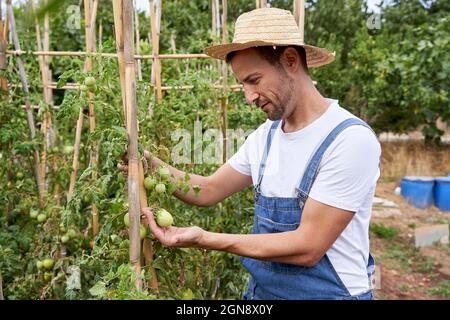 Mittelerwachsener männlicher Landarbeiter, der Tomaten auf dem landwirtschaftlichen Feld kontrolliert Stockfoto