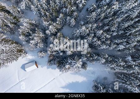 Drone-Ansicht der einstehenden Hütte am Rande des schneebedeckten Fichtenwaldes Stockfoto