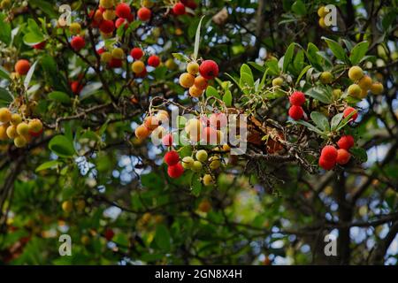 Arbutus oder Erdbeerbaum Blume, Blätter und Früchte. Selektiver Fokus. Horizontale Fotografie. Speicherplatz kopieren. Stockfoto