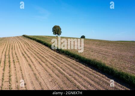 Drohnenansicht des ländlichen Feldes im Sommer Stockfoto