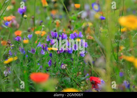 Lila gefärbte Wildblumen blühen auf der Sommerwiese Stockfoto