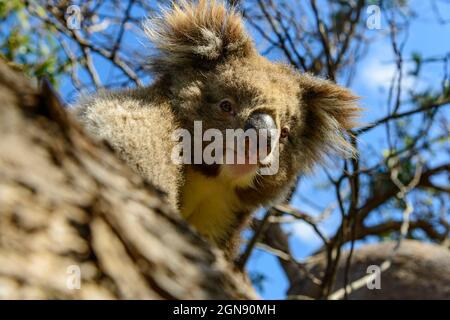 Gefährdete Koala an Ast während sonnigen Tages Stockfoto