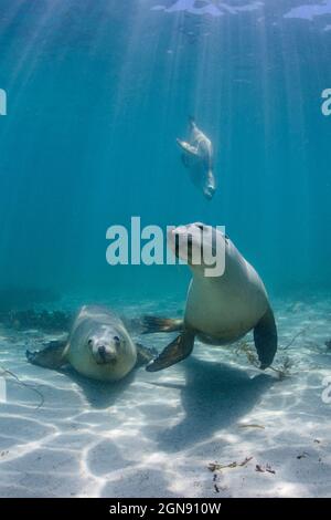 Unterwasseransicht der australischen Seelöwen (Neophoca cinerea) Stockfoto