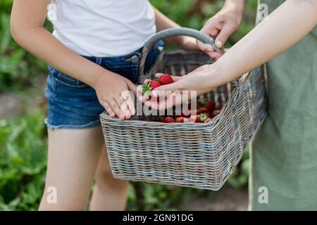 Mutter und Tochter halten einen Korb mit Erdbeeren Stockfoto