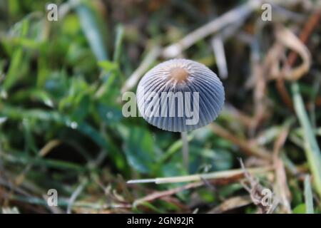 Pilze am Boden an einem sonnigen Tag in Lincolnshire, Großbritannien, Europa Stockfoto