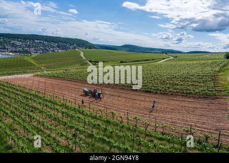 Panoramablick auf die Weinberge am Rhein in Deutschland. Stockfoto