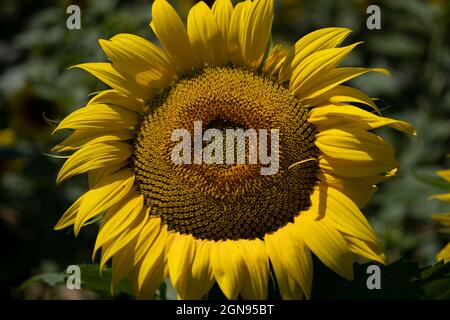 Konzentrieren Sie sich auf eine majestätische gelbe Sonnenblume, eingerahmt von Vegetation, Makroaufnahme Stockfoto