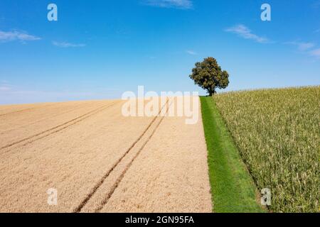 Drohnenansicht des ländlichen Feldes im Sommer mit einem einzigen Baum im Hintergrund Stockfoto