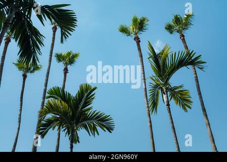 Palmen in Tampa gegen klaren blauen Himmel Stockfoto